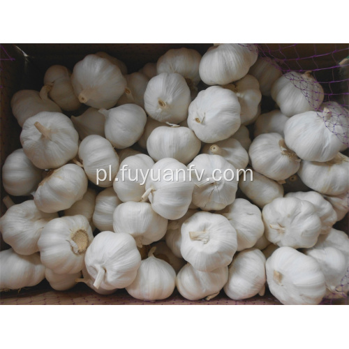 Jinxiang czysty biały czosnek 6.0-6.5cm